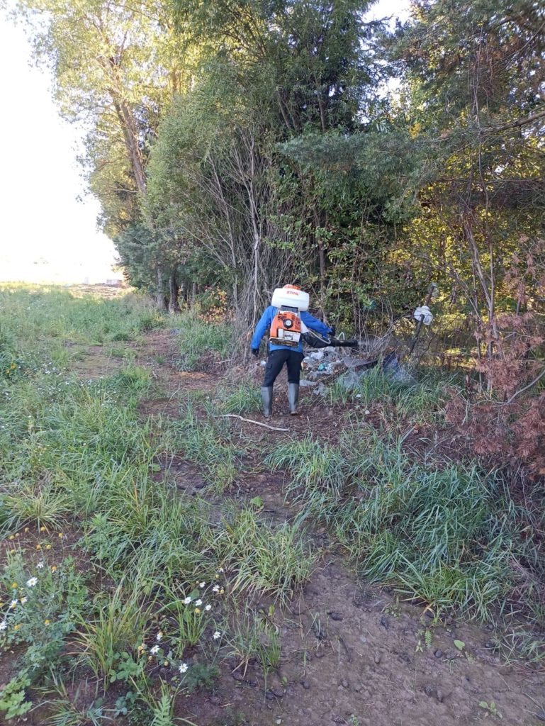 Борьба с борщевиком Сосновского в Тосненском районе Ленинградской области в  2022 году — Филиал ФГБУ 